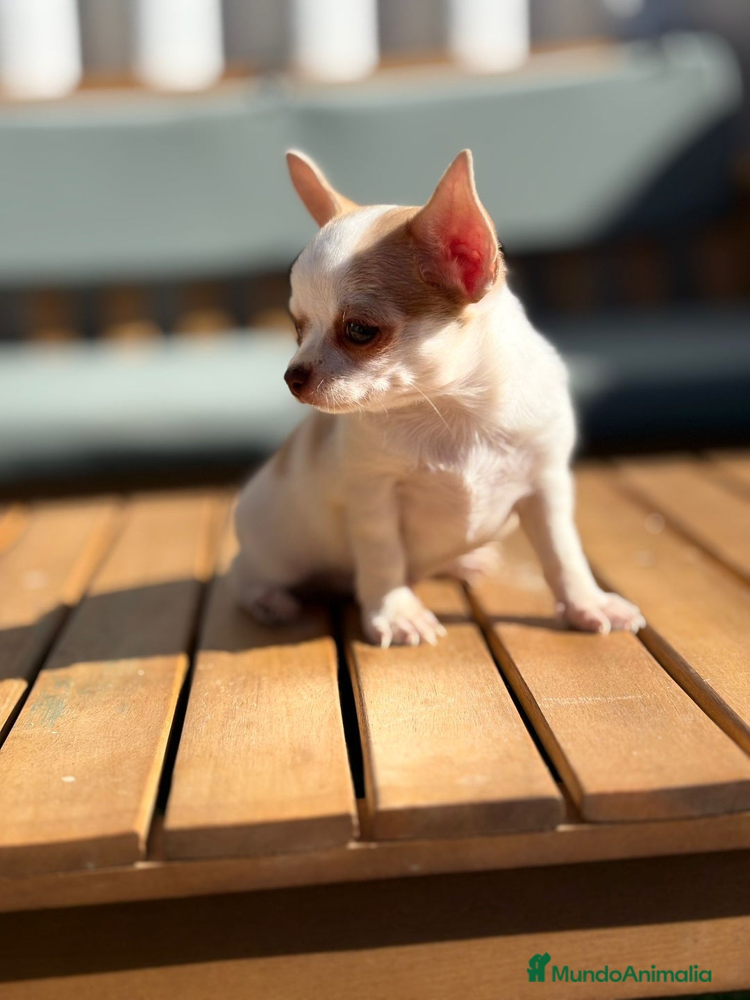 Chihuahua perros en venta: Chihuahua toy cabeza manzana 🍏 - Imagen 2