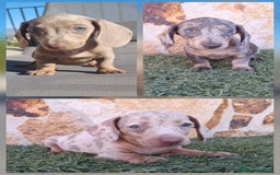 Teckel perros en venta: Teckel Mini - Imagen 1