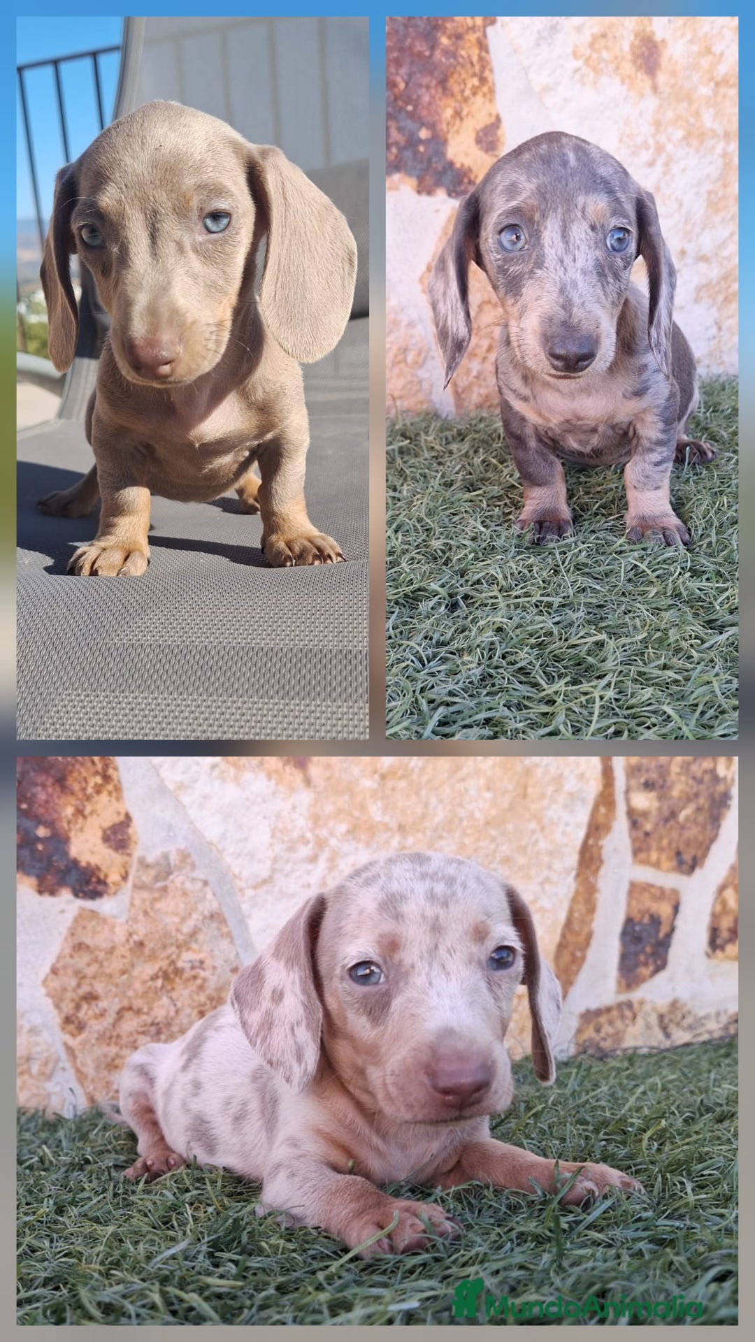 Teckel perros en venta: Teckel Mini - Imagen 1