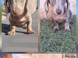 Teckel perros - Anuncio 9