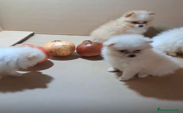 Pomerania perros - Anuncio 10