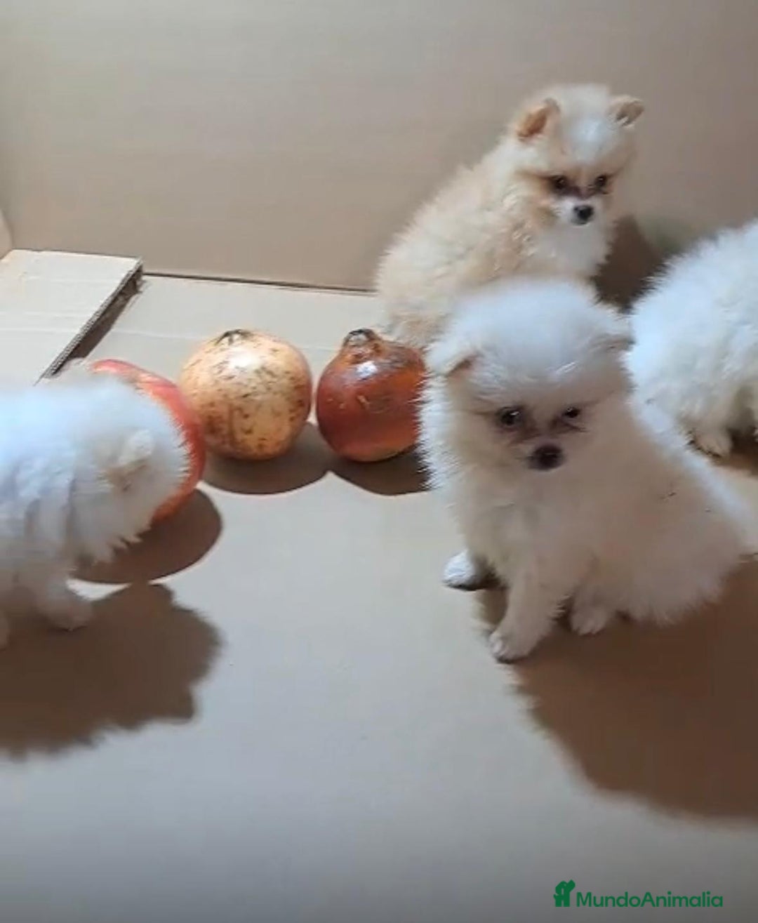 Pomerania perros en venta: Lulu pomerania mini toy  - Imagen 1