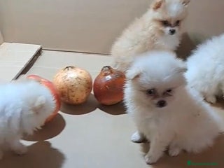 Pomerania perros - Anuncio 4