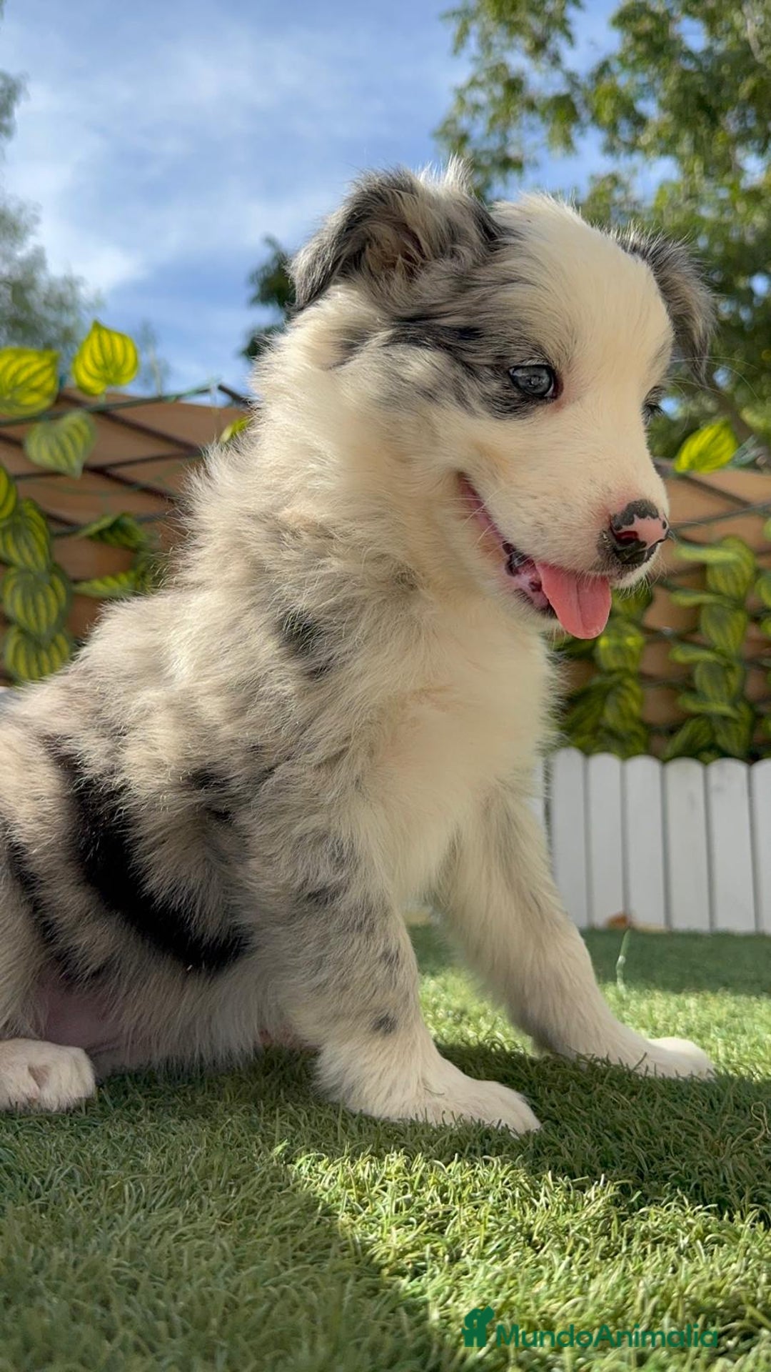 Border Collie perros en venta: BORDER COLLIE HEMBRA MERLE - Imagen 19