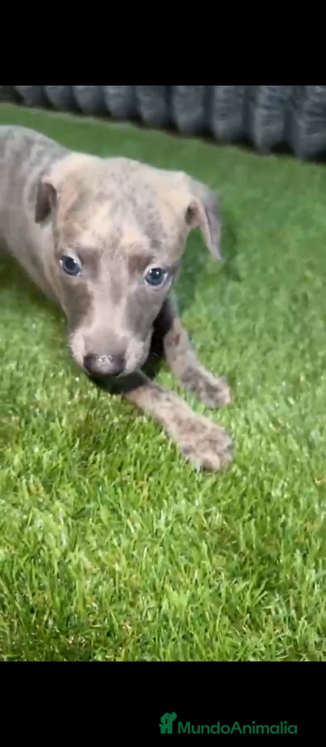 Whippet perros en venta: Whippet  - Anuncio 2