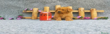 Caniche Toy Cachorro 8