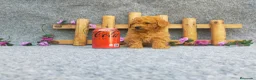 Caniche Toy perros en venta: PRECIOSOS CANICHE  ROJO LINEA TOY  - Anuncio 13