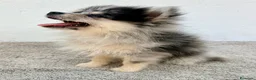 Pomerania perros en venta: Lulu Pomerania tri blue - Anuncio 3