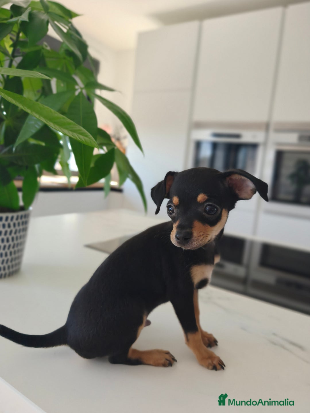 Pinscher Miniatura perros en venta: Mini Pincher espectacular!! - Imagen 9