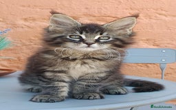 Maine Coon gatos en venta: Macho Disponible - Imagen 1