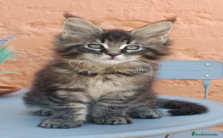 Maine Coon gatos - Anuncio 4