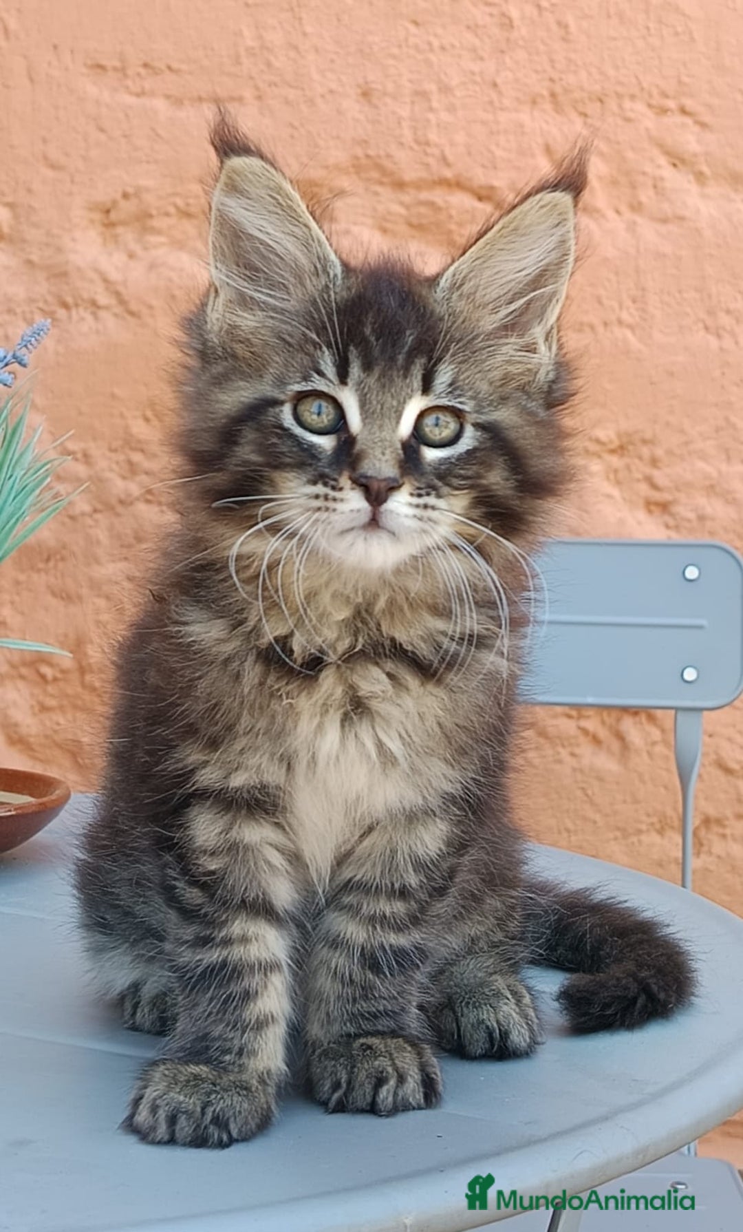 Maine Coon gatos en venta: Macho Disponible - Imagen 1
