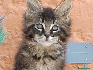 Maine Coon gatos - Anuncio 25
