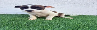 American Staffordshire-Terrier 2