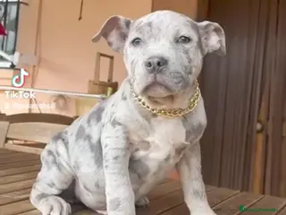 American Pit Bull Terrier perros Cachorros Pitbull merle exóticos - Anuncio 1
