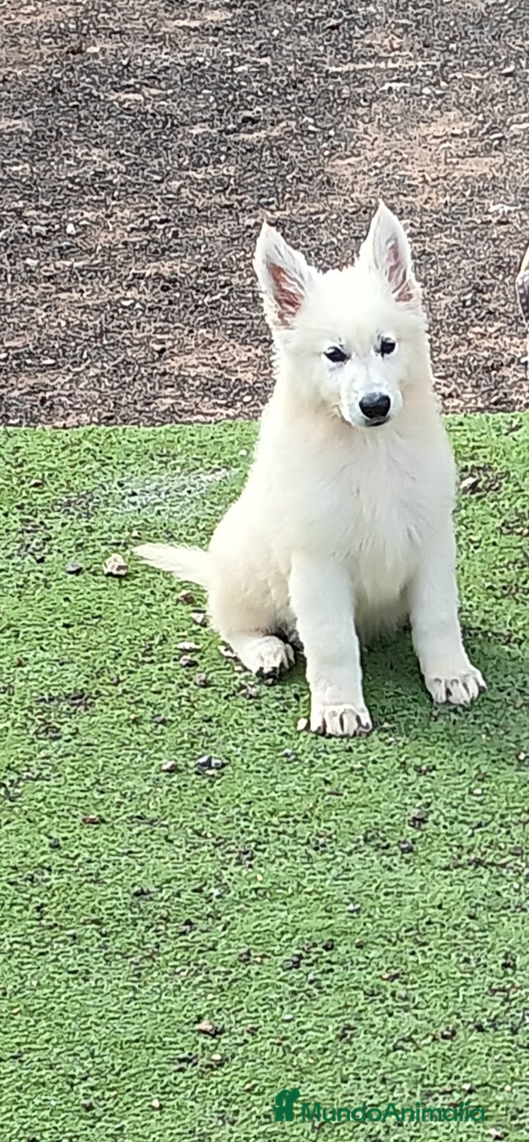 Pastor Blanco Suizo perros en venta: Pastor Blanco Suizo  - Anuncio 10