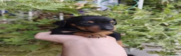 Pinscher Miniatura perros en venta: PINCHER EXCLUSIVOS. - Anuncio 5