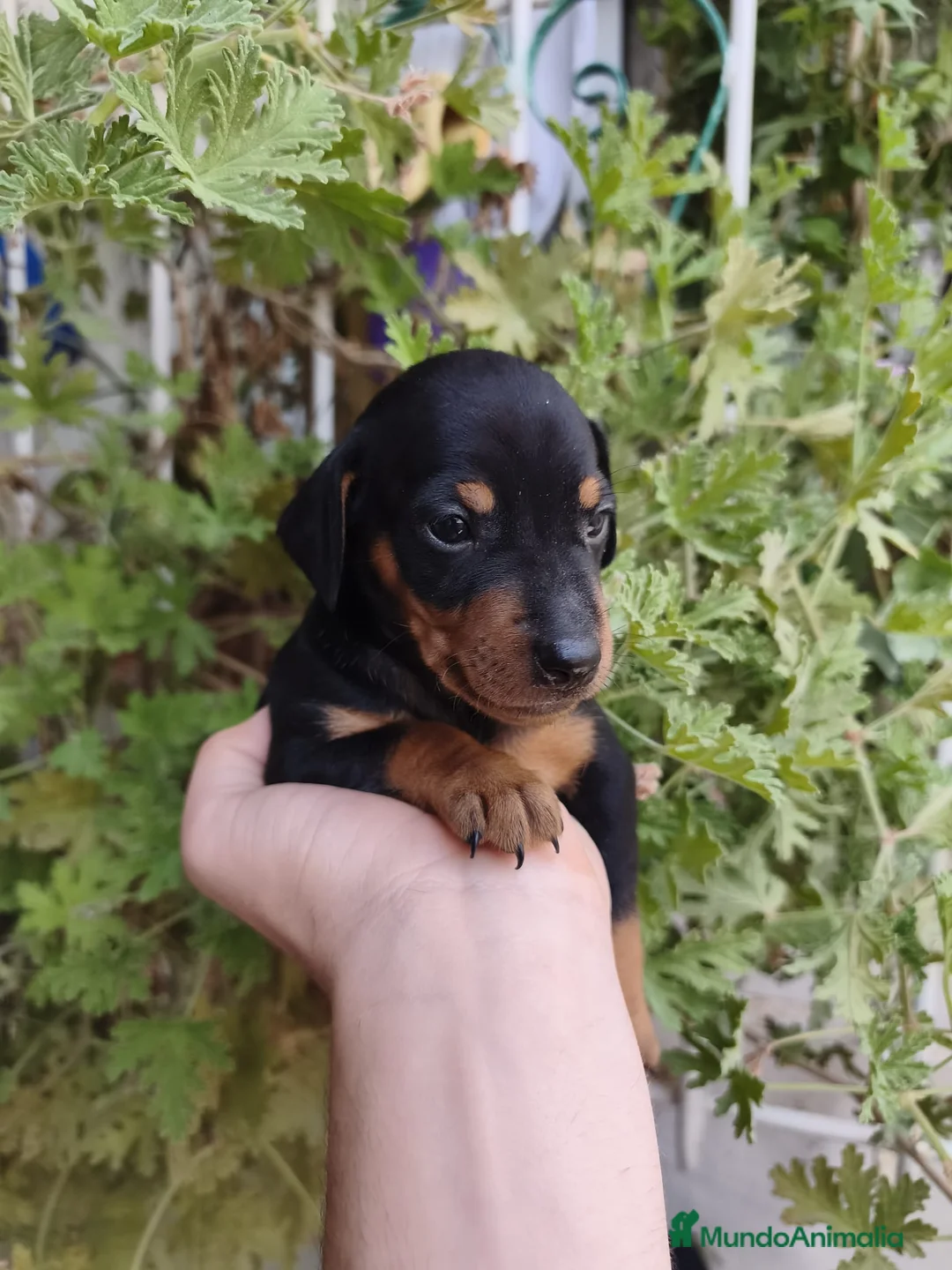 Pinscher Miniatura perros en venta: PINCHER EXCLUSIVOS. - Anuncio 5