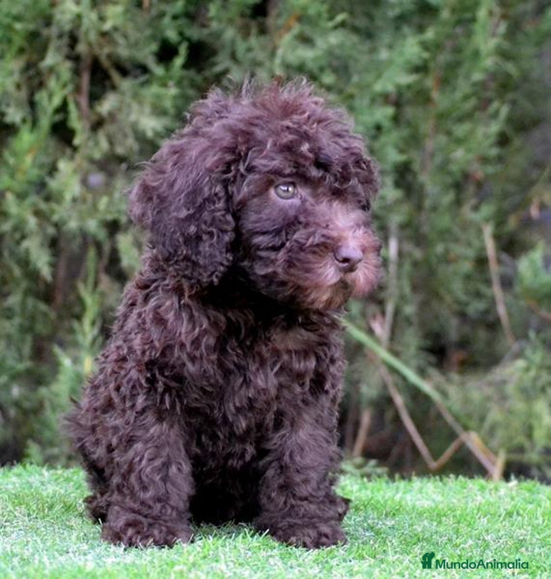 Perro de Agua Español perros en venta: Cachorros perro de agua español - Imagen 32