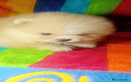 Pomerania perros en venta: Preciosos pomeranias americanos boo  - Imagen 5