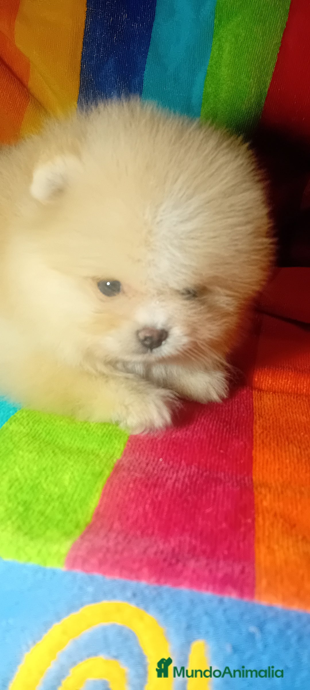 Pomerania perros en venta: Preciosos pomeranias americanos boo  - Imagen 5