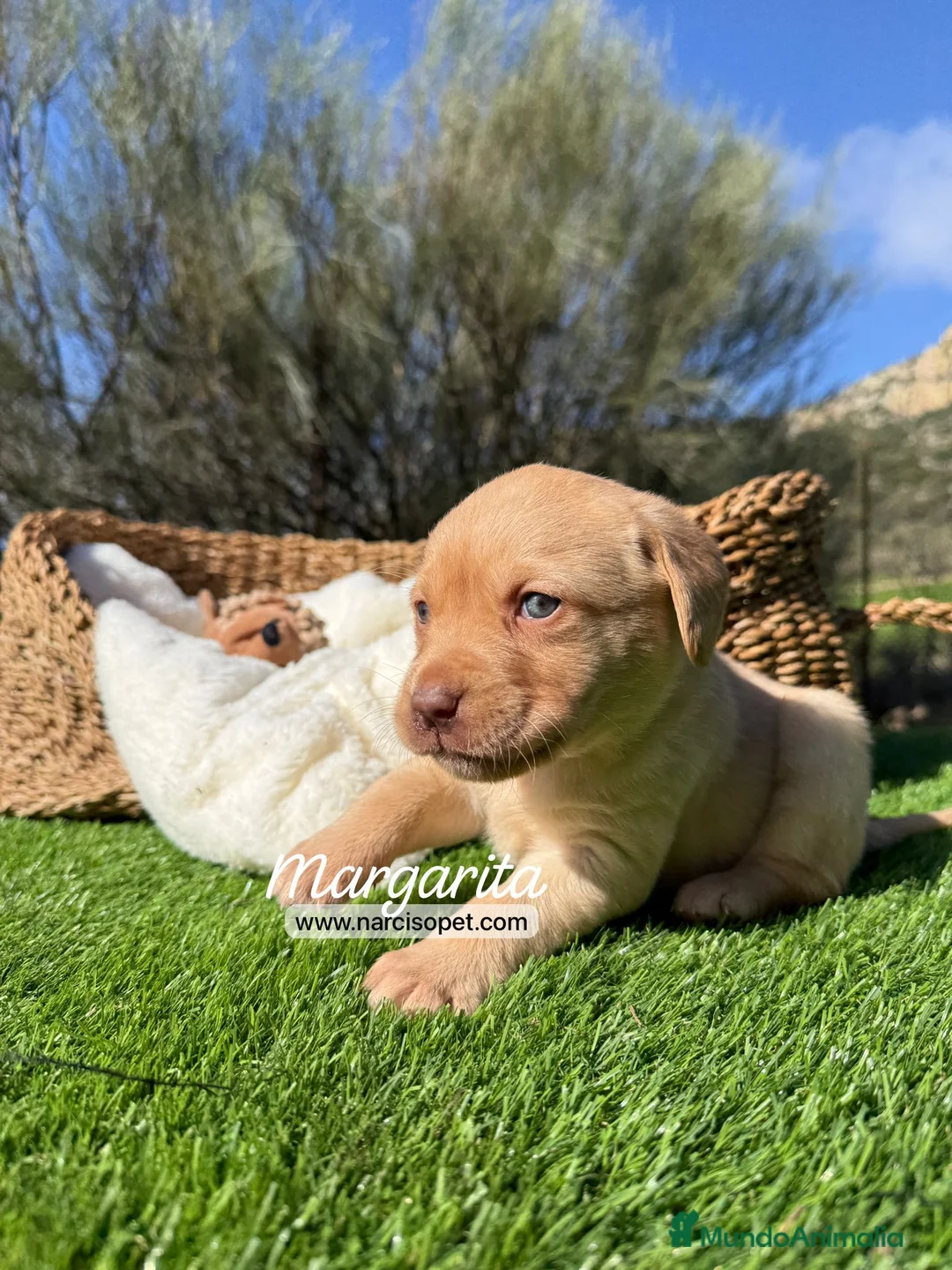 Labrador Retriever perros en venta: LABRADOR RETRIEVER - Anuncio 7
