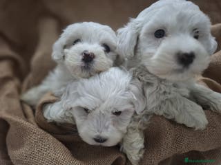 Bichón Maltés perros CACHORRO BICHON MALTES - Anuncio 27