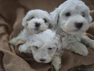 Bichón Maltés perros CACHORRO BICHON MALTES - Anuncio 17