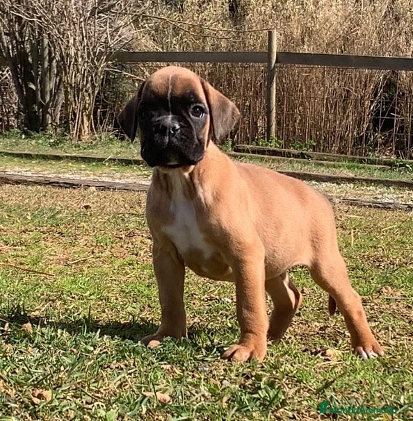 Boxer perros Cachorros BOXER dorados - Anuncio 1