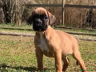 Boxer perros Cachorros BOXER dorados - Anuncio 1