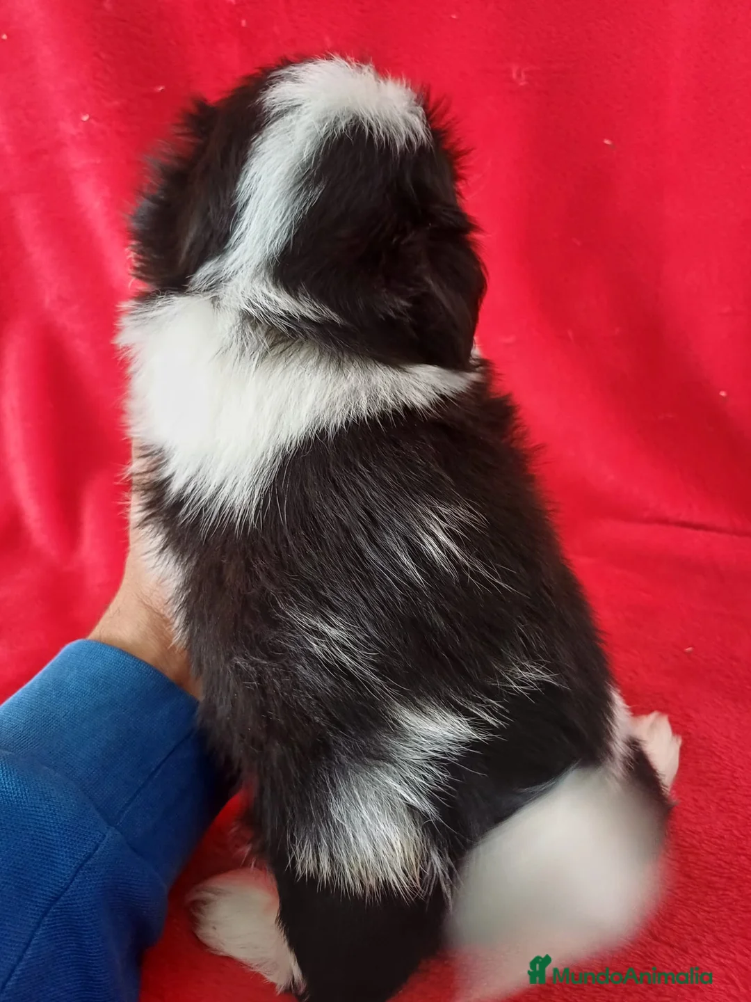 Shih Tzu perros en venta: Shitzhu  - Anuncio 4