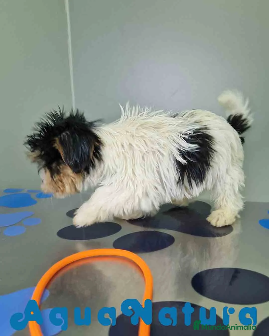 Biewer Yorkshire Terrier a la Pom Pon perros en venta: Yorkshire Biewer Macho CJMM 1303 AQUANATURA - Anuncio 5