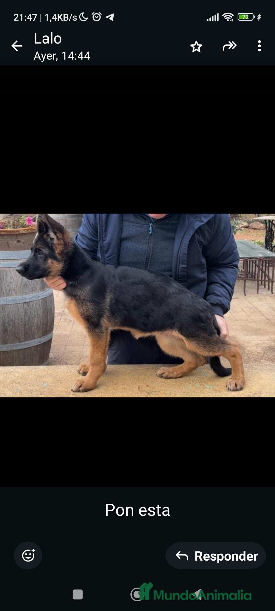 Pastor Alemán perros en venta: Tuna De Los Malvares - Anuncio 1