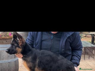 Pastor Alemán perros Tuna De Los Malvares - Anuncio 4