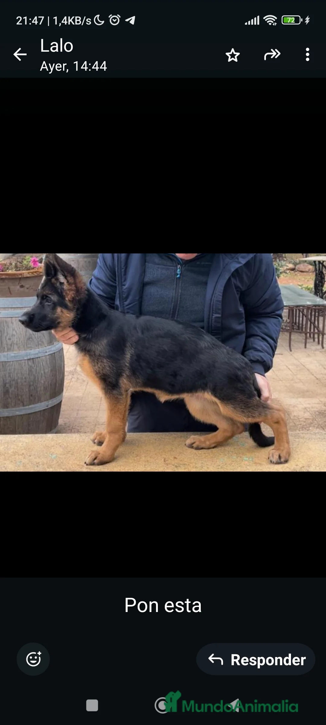 Pastor Alemán perros en venta: Tuna De Los Malvares - Anuncio 1