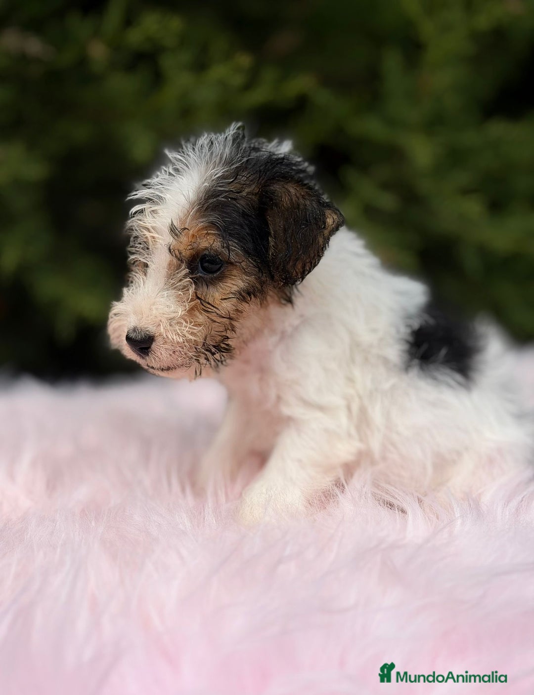 Fox Terrier de Pelo Liso perros en venta: FOXTERRIER DISPONIBLES - Anuncio 2