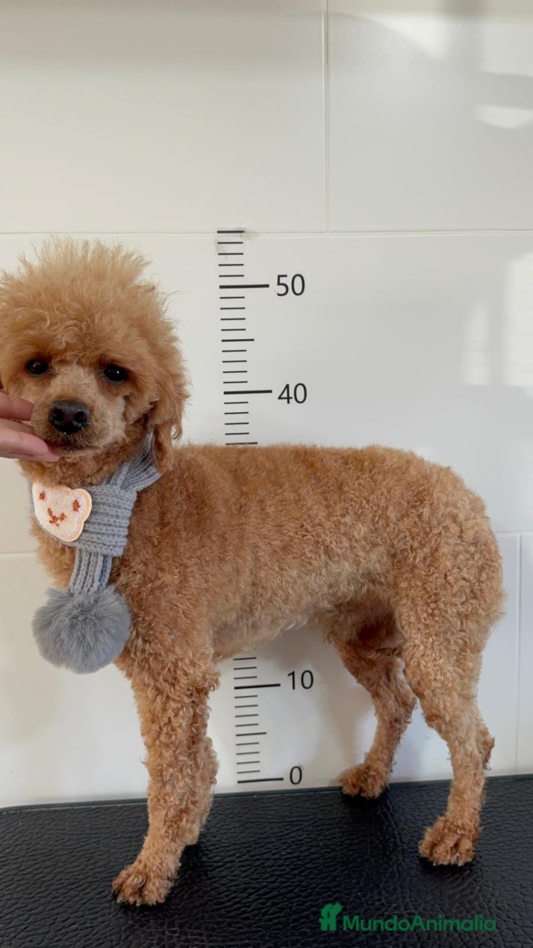 Caniche Enano perros en venta: CANICHE - Anuncio 3