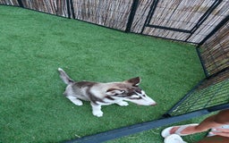 Husky Siberiano perros en venta: Husky ojos dispar chocolate - Imagen 3