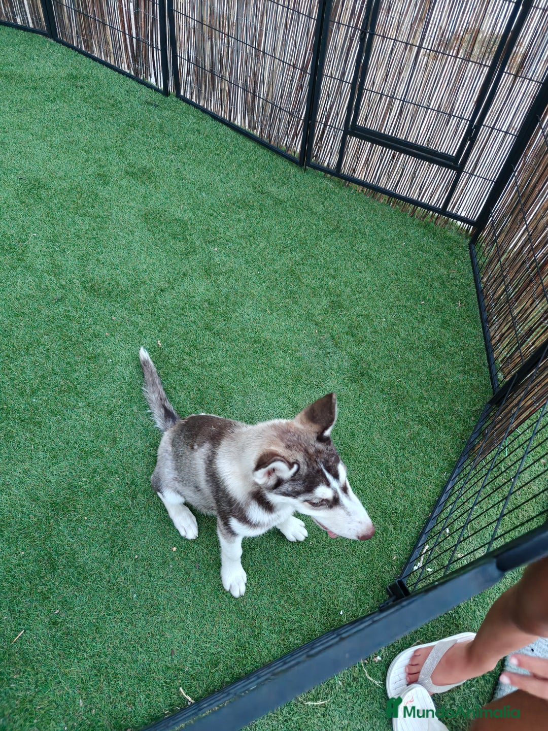 Husky Siberiano perros en venta: Husky ojos dispar chocolate - Imagen 3