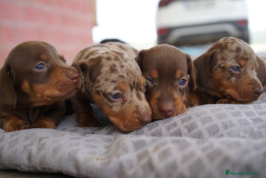 Teckel perros en venta: 🌟 Frisco, Calypso, Pau y Sunny 🐾Mini Teckels 🍫✨ - Imagen 3