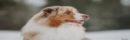 Pastor Australiano perros en venta: Proxima camada pedigree, familiar y con garantías - Anuncio 5