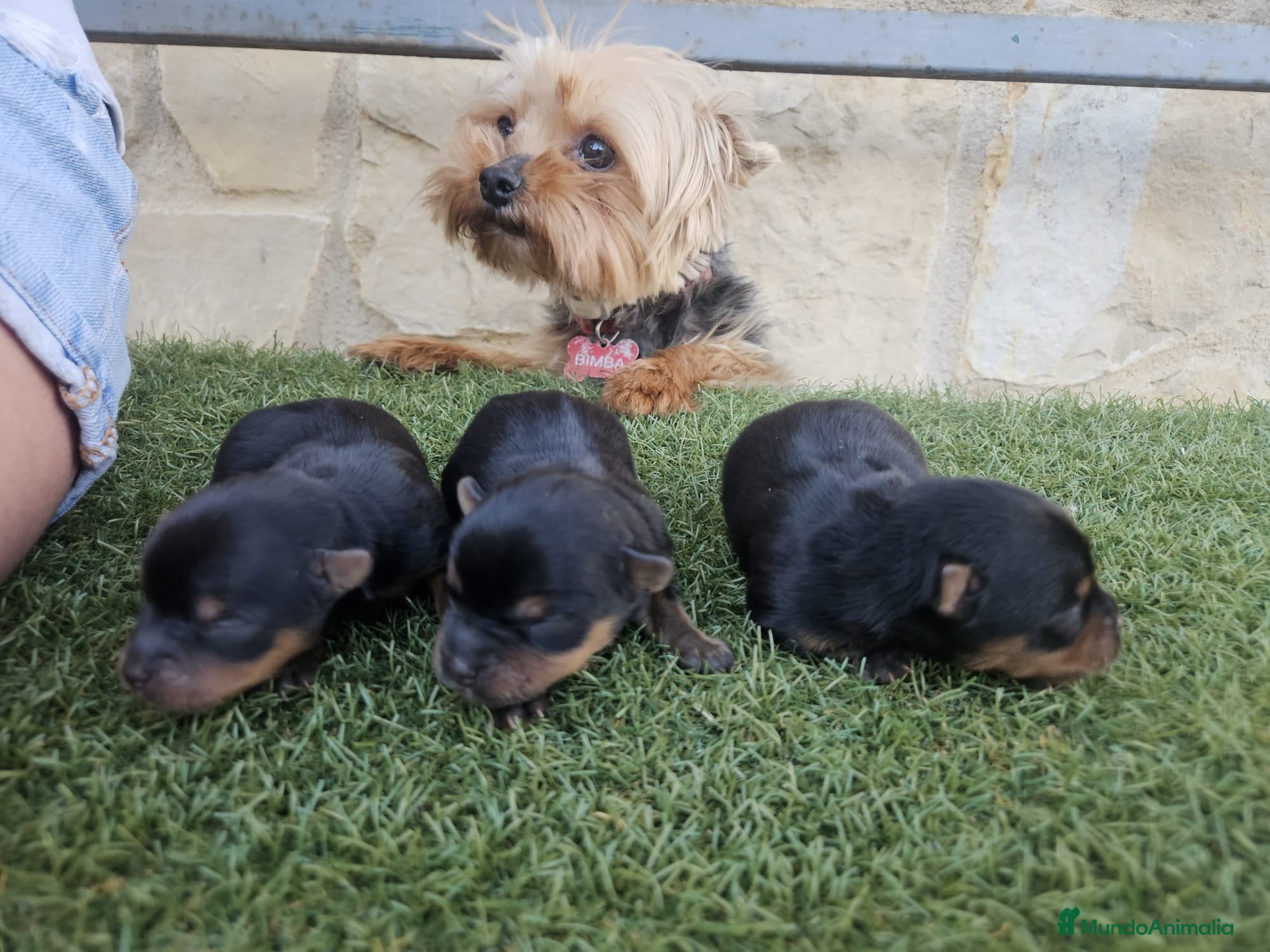 Yorkshire Terrier perros Yorkshire terrier Prao Toro  - Anuncio 2