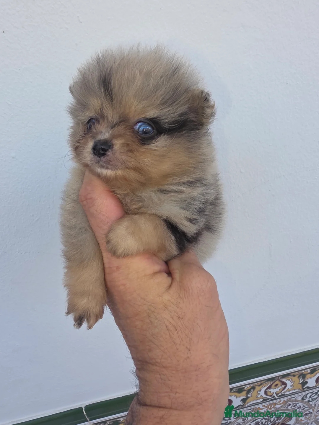 Pomerania perros en venta: Lulus pomerania exoticos - Anuncio 8