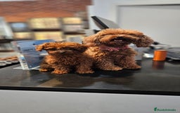 Caniche Toy perros en venta: Caniche toy - Imagen 2