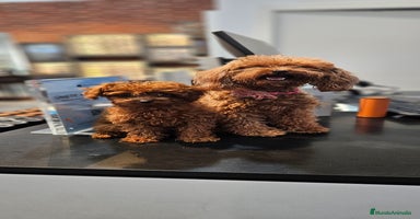 Caniche Toy perros - Propaganda 13