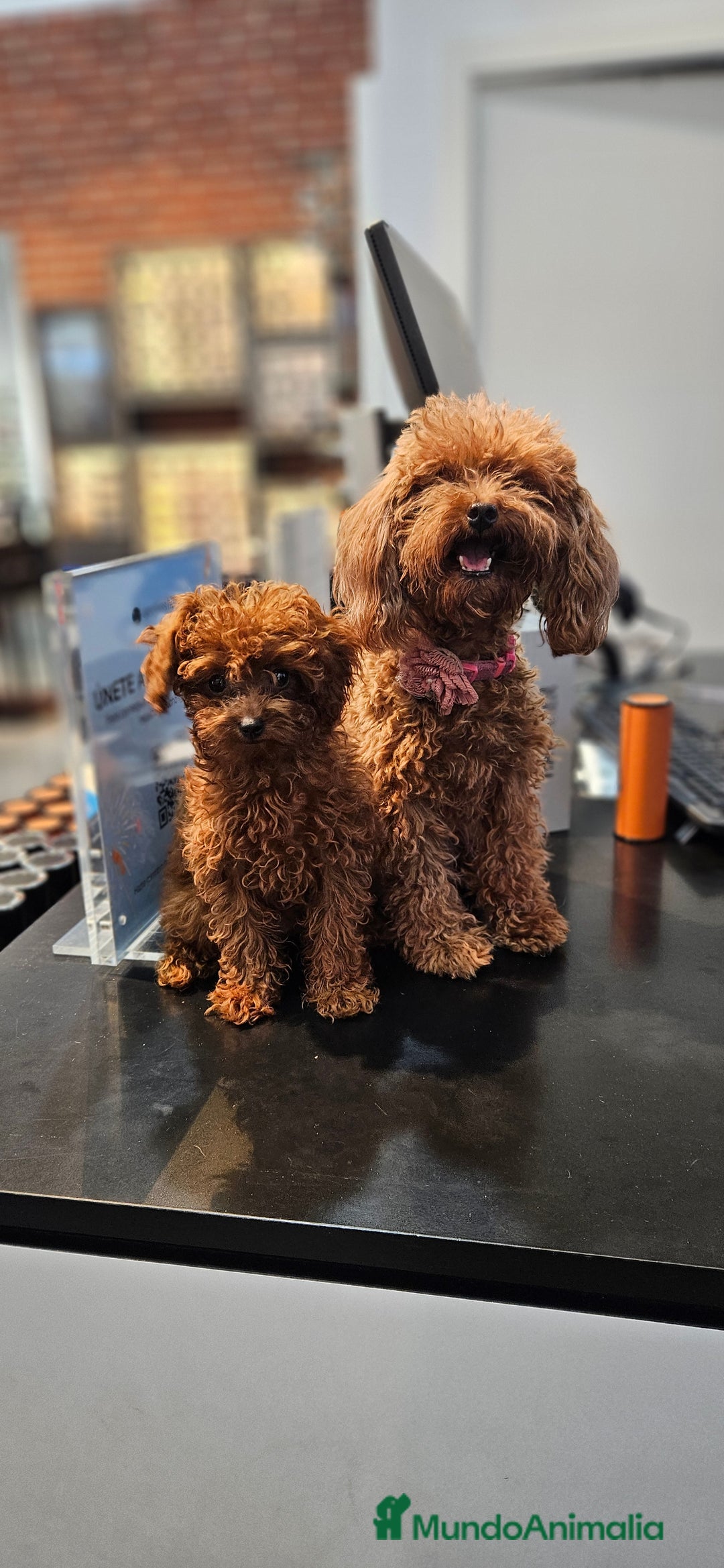Caniche Toy perros en venta: Caniche toy - Imagen 2