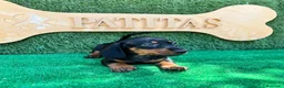 Teckel Miniatura perros en venta: Teckel mini - Anuncio 4