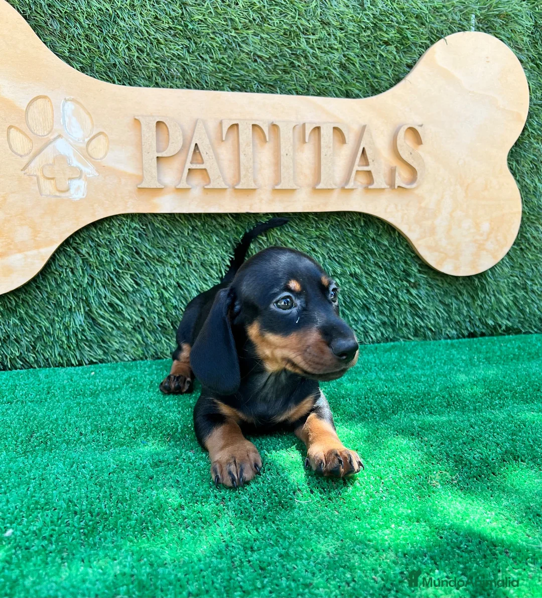 Teckel Miniatura perros en venta: Teckel mini - Anuncio 4
