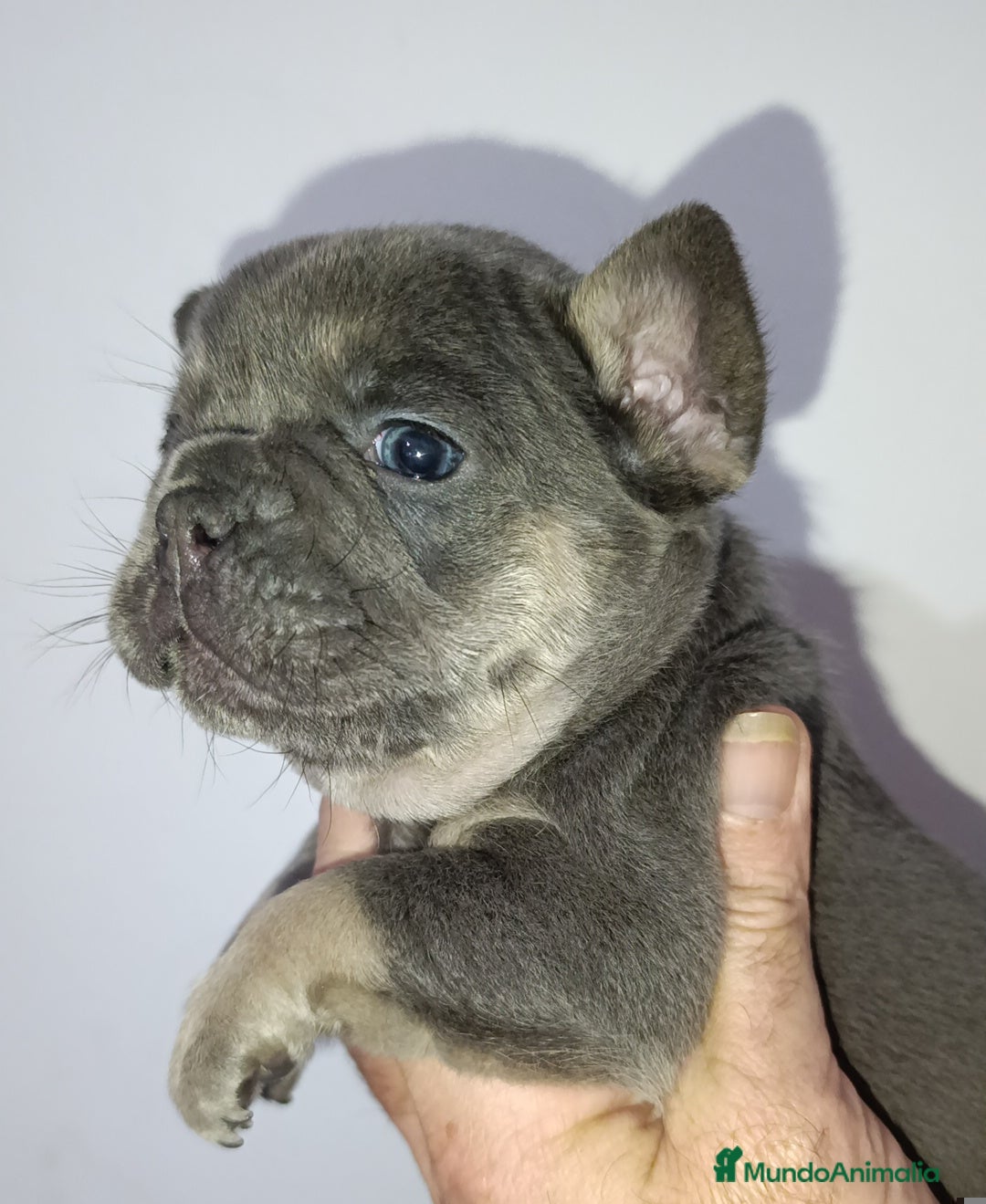 Bulldog Francés perros en venta: Bulldog francés  - Anuncio 2