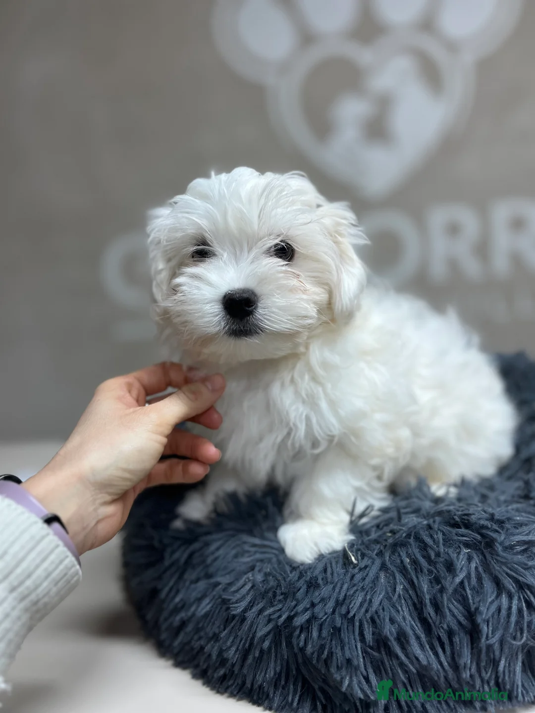Bichón Maltés perros en venta: Última hembra Bichón maltés  - Anuncio 2